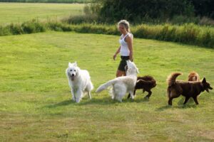 Anne-Sofie, schaeferen Mickey og hundevennerne