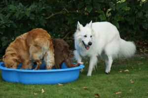 Hundevennerne og Mickey leger i vandbalje