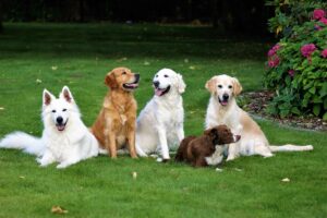 Mickey og hundevennerne slapper af til hundepasning