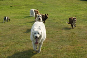 mickey og de andre hunde