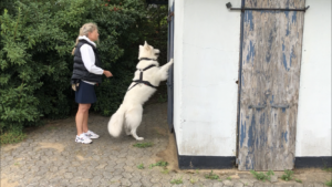 Micke og Anne-Sofie træner at staa paa bagben