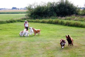 mickey, de andre hunde og Anne- Sofie