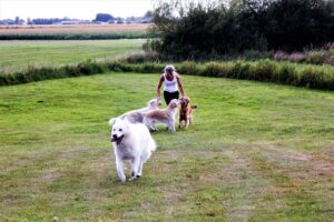 Mickey, Anne-Sofie og hundevenner leger