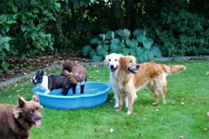 Mickey og hundevennerne leger i vandbassin