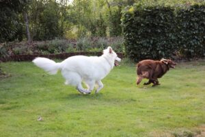 Mickey leger med sin hundeven