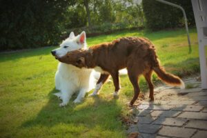 En hundeven slikker Mickeys mundvige