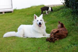 Mickey leger med en brun hun, mens en mops snuser rundt bagved