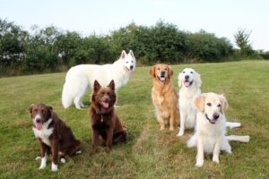 Glade hunde til hundepasning i dagtimerne