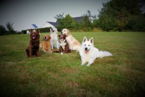 seks glade hundevenner