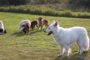 Mickey den hvide schaefer og 4 andre hunde