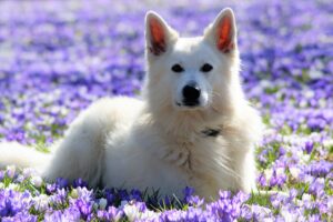 Mickey profilbillede