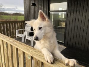 ...Mickey tjekker det nye rækværk