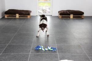 Hund leger i hundebørnehaven