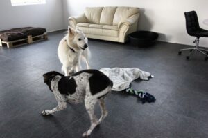 Hunde leger i Mickeys hundehus