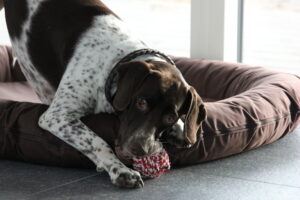 Mickeys hundeven, Floki leger i Mickeys hundehus