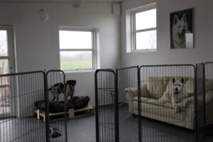 Hundebørnehave indendørs