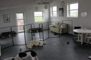 Hunde indendørs i Mickeys Hundehus