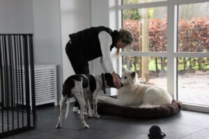 Hunde hygge ri Hundebørnehaven