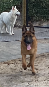 Hunde leger i Mickeys hundehus