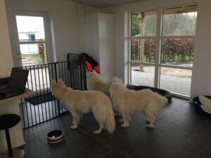 Hunde i Hundebørnehaven