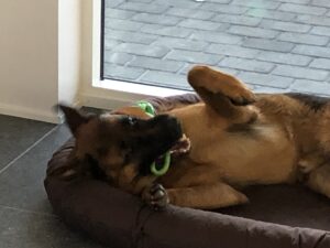 Mickeys hundeven, Zako leger