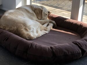 hunde sover i mickeys hundehus