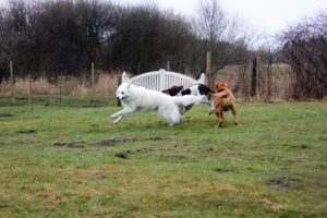 Hunde leger i Mickeys hundehus