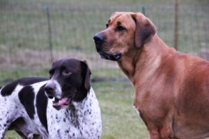 hunde i mickeys hundehus