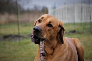 Mickeys hundeven, Vivi tygger på en gren i Mickeys hundehus