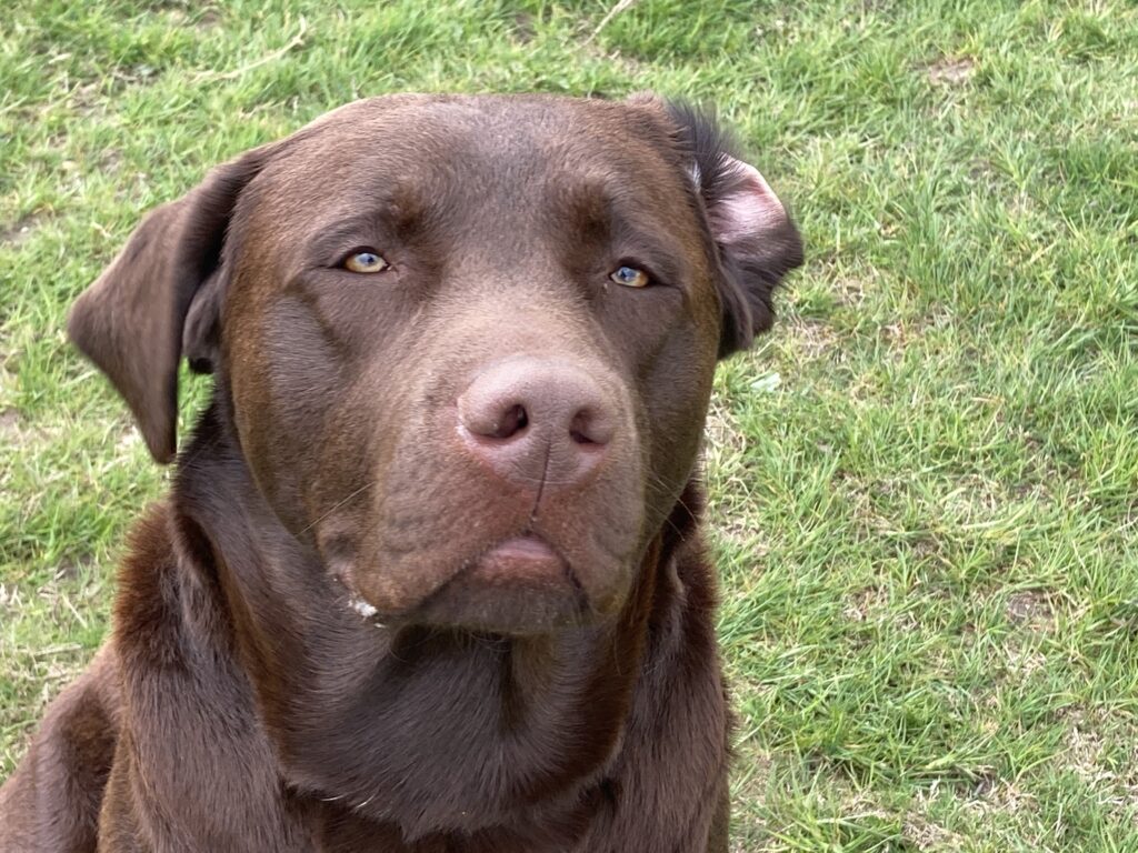 Mickeys hundeven, Bulder hygger sig i Mickeys hundehus