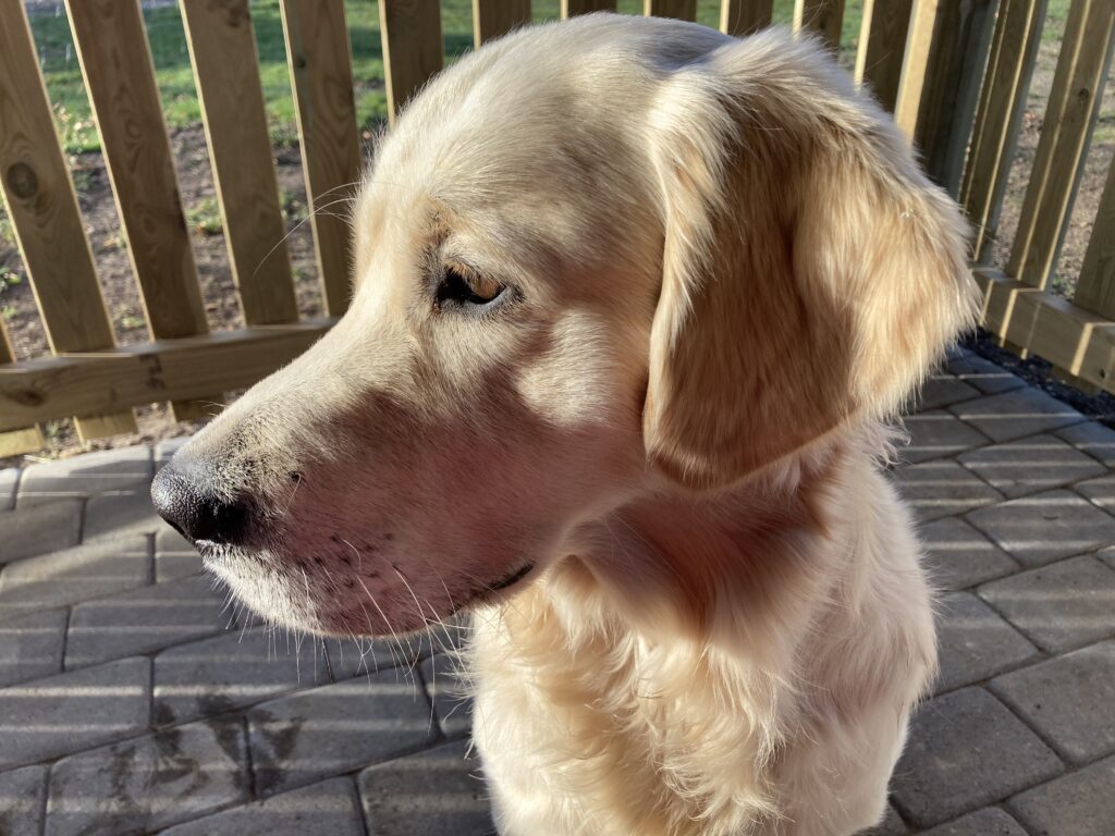 Mickeys hundeven, Carlo nyder solen i Mickeys hundehus