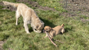 Hunde leger i Mickeys hundehus