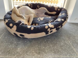 Hund hygger i Hundebørnehaven