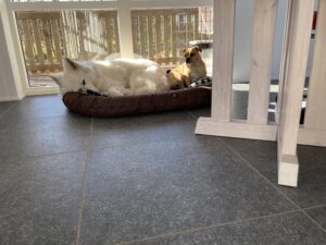 Hunde hygger i Hundebørnehaven