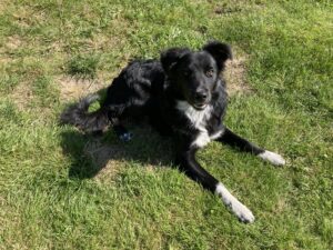 Balder start i hundebørnehave