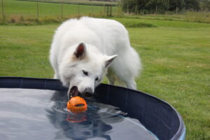 Åbent hus Mickey´s Hundehus