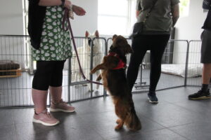 Åbent hus Mickey´s Hundehus