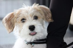 Åbent hus Mickey´s Hundehus