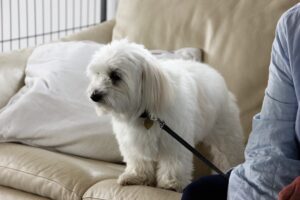 Åbent hus Mickey´s Hundehus