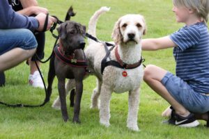 Åbent hus Mickey´s Hundehus