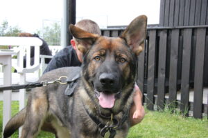 Åbent hus Mickey´s Hundehus