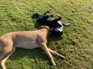 Hunde leger i Mickeys hundehus