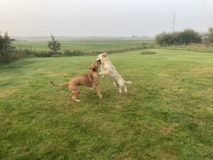 Hunde leger i Mickeys hundehus