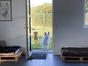 hunde i mickey´s hundehus