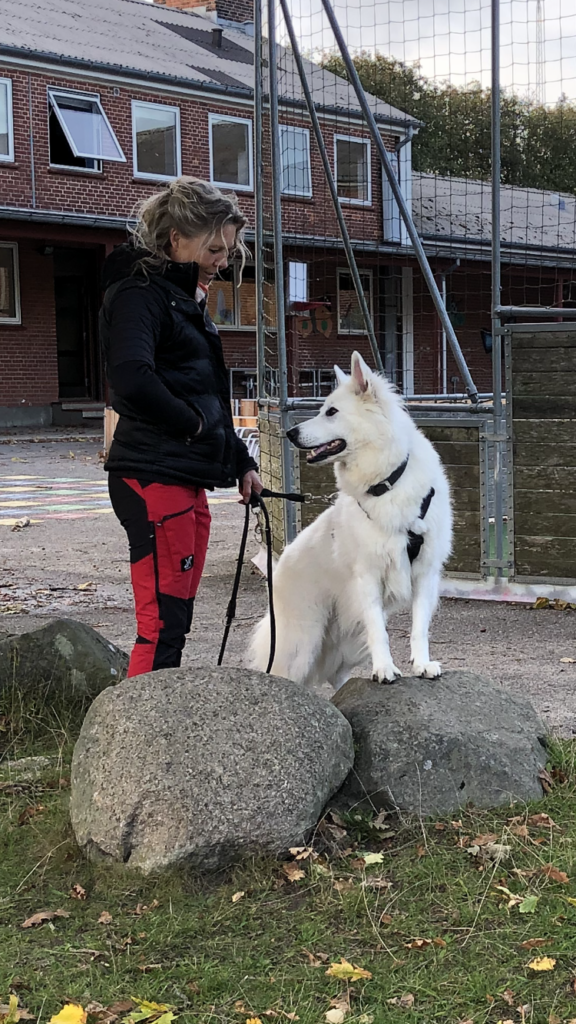Hundetræning