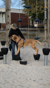 Hundetræning