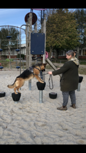 Hundetræning
