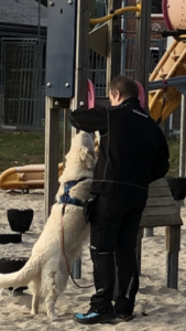 Hundetræning