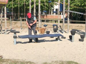 hundetræning